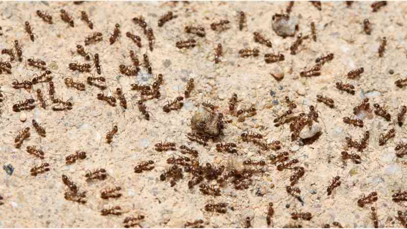 how to get rid of ants on your carpet